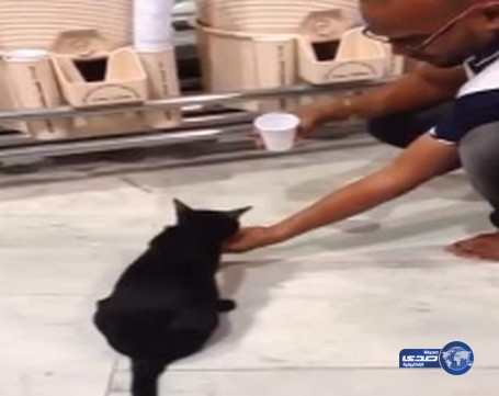فيديو لشاب يسكب الماء في يده ليروي ظمأ قطة بالحرم المكي ينال إعجابًا واسعًا