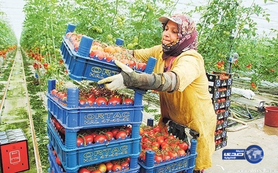 اتفاقيات سعودية تركية لإستيراد 120 ألف طن من الخضروات والفواكه لموسم الحج