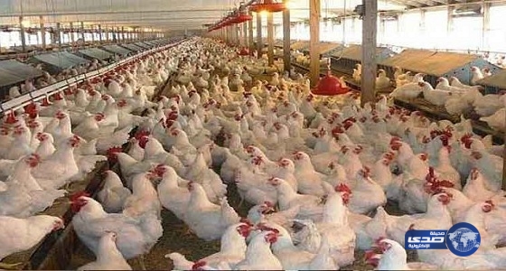 فصل 10 موظفين لإساءتهم معاملة الدجاج