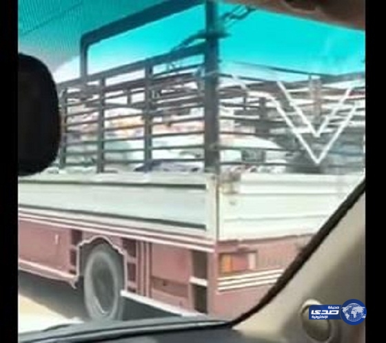 شاهد بالفيديو ..شاحنة جمال تنقل موادًا غذائية تحت أشعة الشمس بوادي الدواسر دون مبالاة بإمكانية تلفها