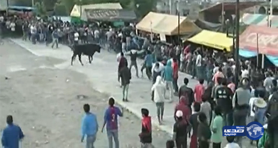 بالفيديو : ثيران تهاجم المتفرجين وتصيب 9 أشخاص فى مهرجان ببيرو