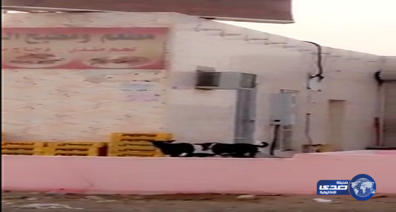 بالفيديو : كلاب ضالة تلعق &#8220;صحون الأكل&#8221; بمطعم في المدينة