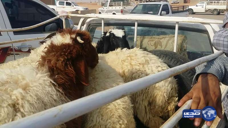 انخفاض أسعار الماشية بعد إنتهاء عيد الأضحي المبارك