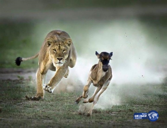 بالصور.. لحظات اقتناص الحيوانات لفرائسها تثير إعجاب رواد التواصل الاجتماعي