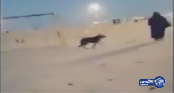 بالفيديو : كلب يهاجم عائلة فى نصف القمر