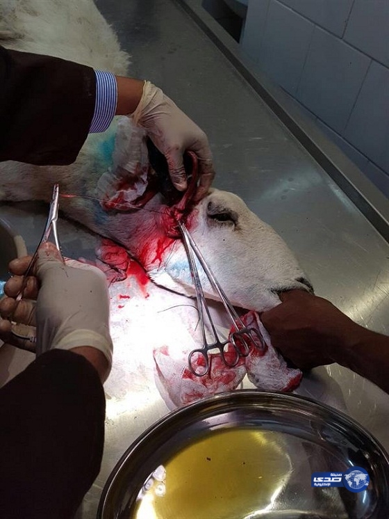 “البيئة والزراعة” تنفي وجود فيروس “قاتل”يصيب الأضاحي(صور)