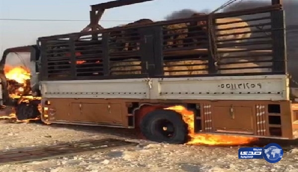 بالفيديو..شاب ينقذ مواشي من الموت معرضا حياته للخطر بالدمام