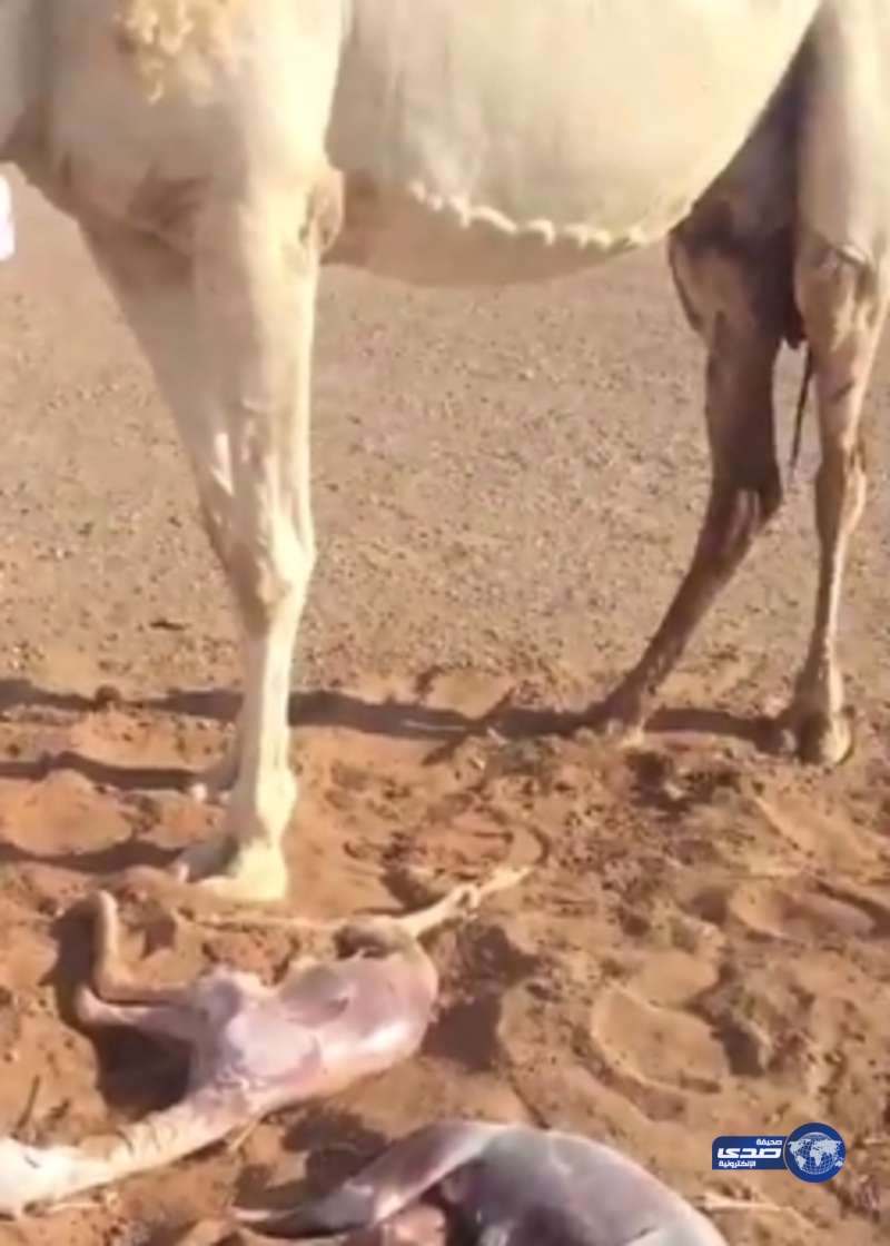 بالفيديو : في حالة نادرة ..ناقة تلد توأمين في “ثويدج” القصيم
