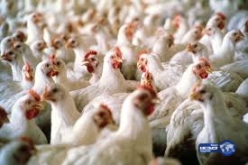 تقرير: المملكة من أكثر الدول استهلاكا للحوم الدجاج.. والإنتاج المحلي لا يغطي الاحتياج