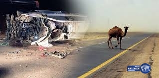 جمل سائب يتسبب فى وفاة معلم وإصابة زوجته