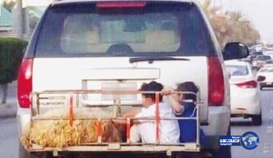 بالصورة.. أب يجلس طفليه مع خروف في قفص حديدي خلف سيارته