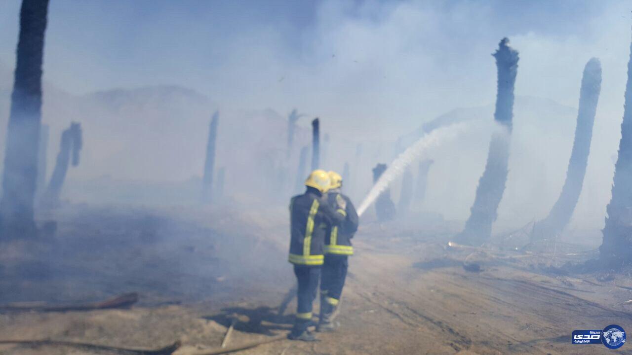 مدني بيشة : يخمد حريق باحدى المزارع