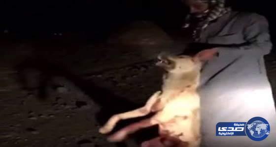 بالفيديو .. «مواطن» يقتل ذئبًا هاجمه أثناء نومه
