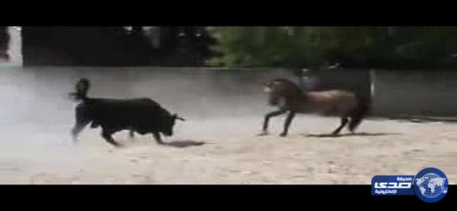 بالفيديو.. مواجهة شرسة بين حصان وثور هائج
