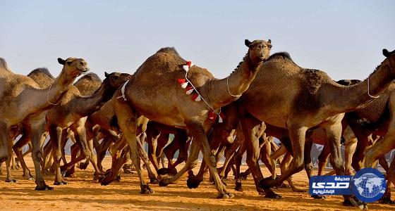 «الوزراء» يوافق على إقامة مهرجان الملك عبدالعزيز للإبل.. ويسند للداخلية مهمة تنظيمه