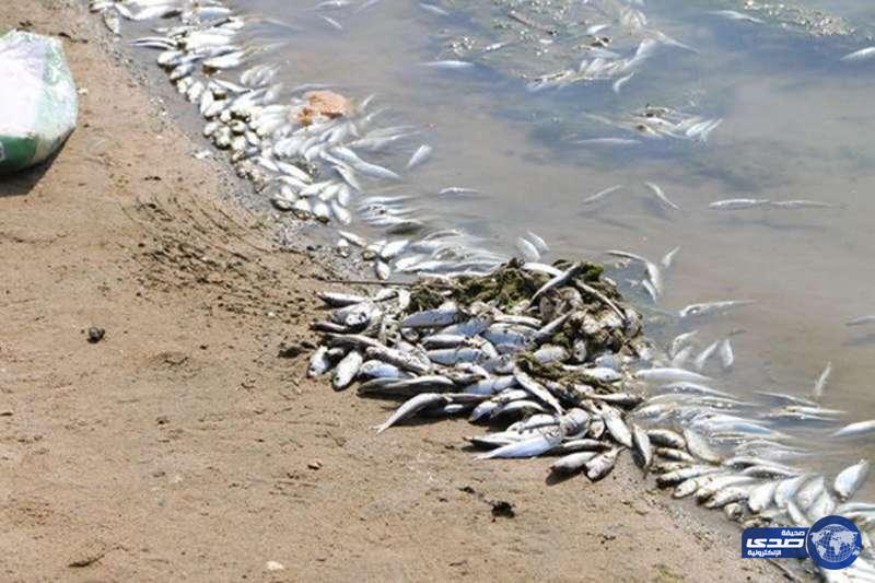 متخصصون يوضحون أسباب نفوق الأسماك في بحر جدة