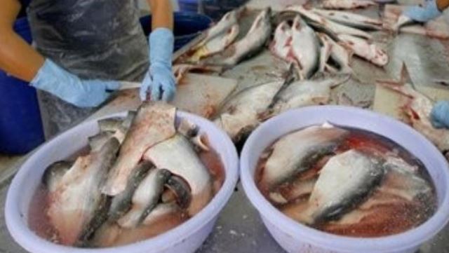 وزارة البيئة والمياه تحظر استيراد أسماك القرموط من زيمبابوي