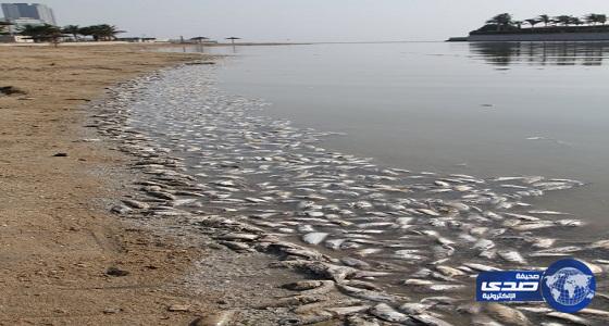 مركز الملك فهد للأبحاث يتوصل لأسباب نفوق أسماك بحيرة النورس بجدة