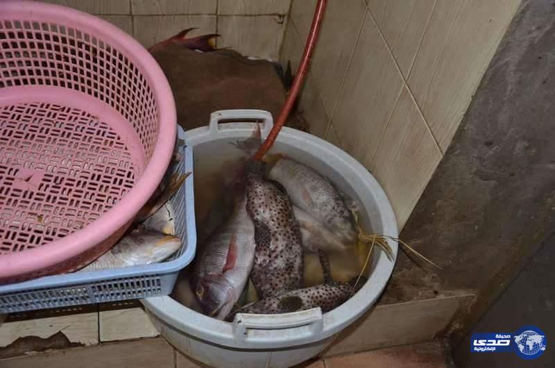 بالصور .. &#8220;بلدية ينبع&#8221; تتلف 116 كجم من اللحوم والأسماك الفاسدة
