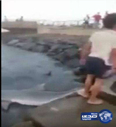 بالفيديو.. شبان يصطادون سمكة قرش كبيرة في جدة بـ«سنارة»