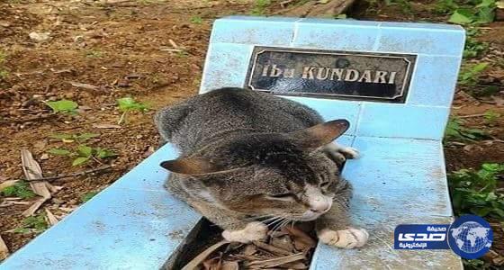 بالصور: وفاءا و إخلاصاً ..قطة تلازم قبر صاحبتها عام كامل