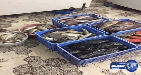 بلدية ضباء تشن حملة رقابية على المطاعم وتضبط أسماك فاسدة بالخريبة