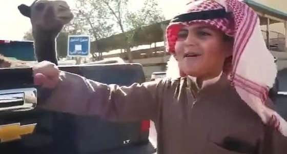 بالفيديو.. طفل كويتي ينحر &#8220;قعوداً&#8221; احتفاءً بزيارة خادم الحرمين