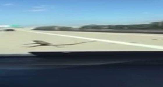 بالفيديو ..سحلية شجاعة تتغلب على سيارة تسير بسرعة 80 ميلا في الساعة