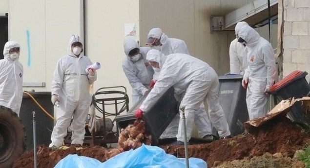 كوريا الجنوبية تنفذ أكبر عملية إعدام للدواجن بسبب أنفلونزا الطيور