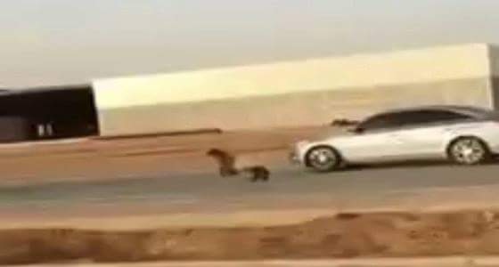 بالفيديو..  هروب خروف من صاحبه  على الطريق السريع والمارة يتسابقون للإمساك به