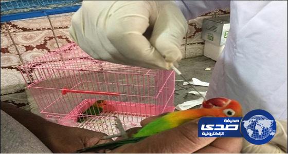 سجب عينات من أسواق الطيور بـ«خميس مشيط» للكشف عن «H5N1 »