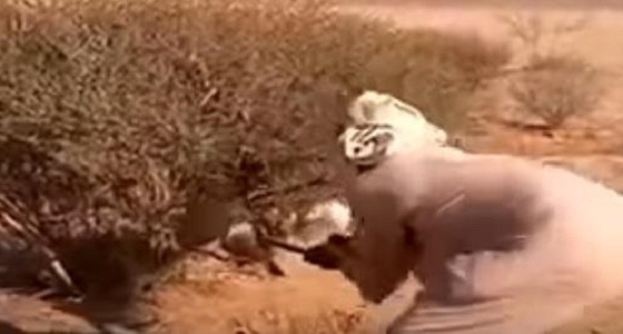 بالفيديو : في لفتة انسانية ..مواطن ينقذ ثعلبًا علق في شجرة وينظفه من الأشواك