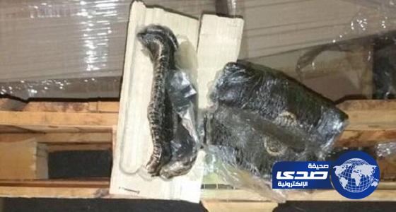 بالصور.. جمرك الميناء الجاف بالرياض يُحبط محاولة تهريب قرابة 5 كيلو حشيش