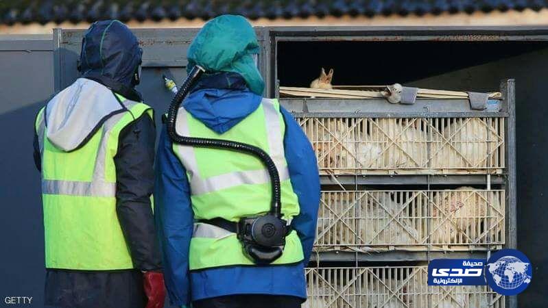 موجة جديدة من إنفلونزا الطيور تضرب 7 محافظات إيرانية