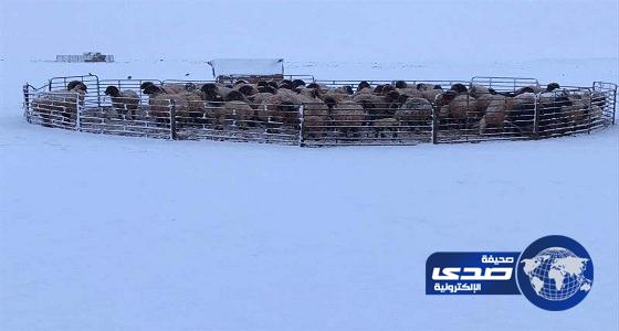 بالفيديو و الصور .. مواطنون يوثقون مناظر جمالية لتساقط الثلوج على المناطق الشمالية