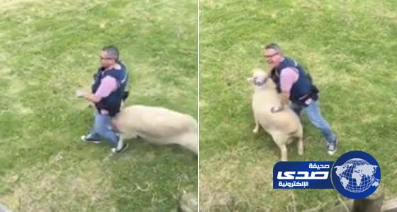 بالفيديو. .خروف مطلوب للعدالة لمهاجمته شرطيا في نيوزلندا