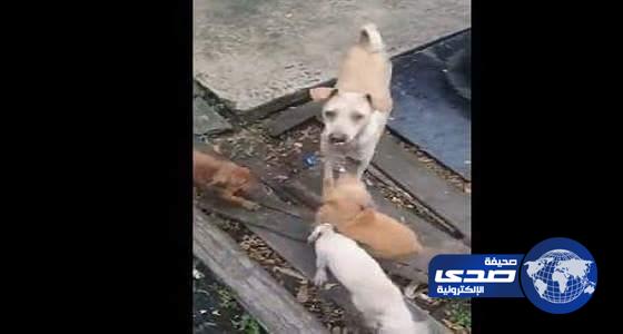 بالفيديو..كلبة تتسول الطعام لتقدمه لصغارها الجائعين