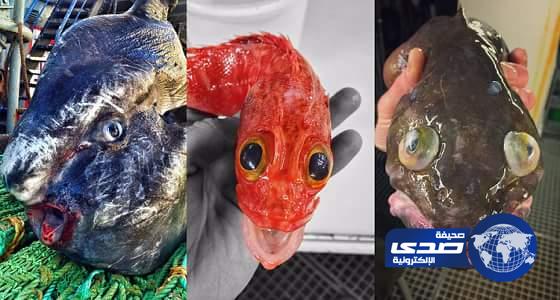 بالصور..&#8221; روسي&#8221; يصطاد أسماك مخيفة من أعماق المحيط