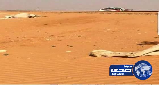 تأهب الصحة اثر ظهور حالة لمرض كورونا في قطيع إبل بالطائف  