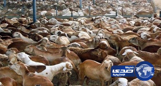 “الزراعة” تتوسع في استيراد الماشية بعد عزوف المستثمرين