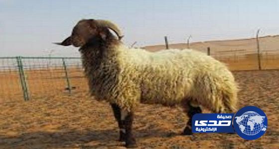 “خروف” يتسبب في مصرع مواطنة بمحافظة المجاردة