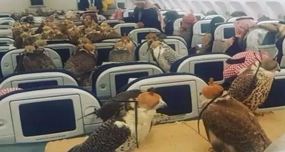 رجل أعمال سعودي يصطحب صقوره الـ 80 على متن طائرة ..صورة