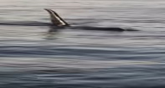 بالفيديو.. صياد يوثق ظهوراً جديداً لحيتان «الأوركا» القاتلة في جزيرة فرسان