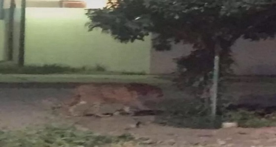 الأمن ينجح في السيطرة على نمر متجول في أحد أحياء ينبع الصناعية