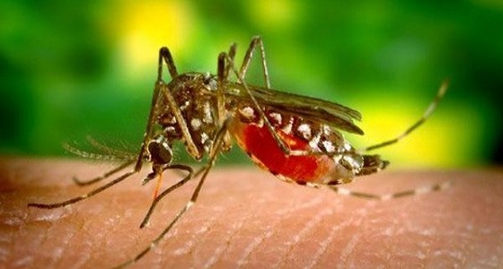 مقتل 40 شخصاً في البرازيل بسبب الحمى الصفراء