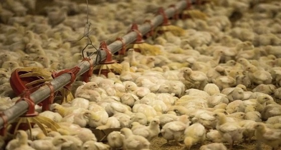 « الزراعة »تحظر استيراد الطيور الحية وبيض التفقيس والصيصان من انجلترا
