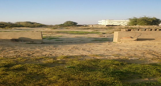 اصوات الأهالي &#8221; تستنجد بالمسؤولين في بلدية حلي بالقنفذه &#8221; المقابر مرتع للحيونات الضاله