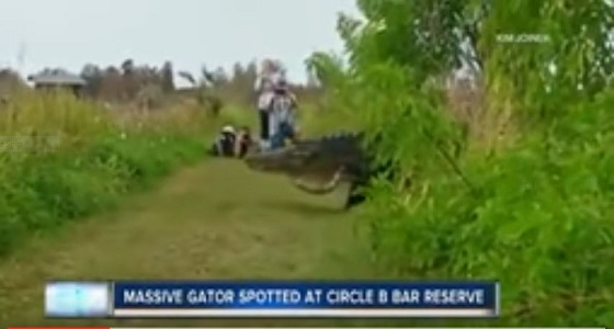 بالفيديو.. العملاق الزاحف.. تمساح ضخم يقطع الطريق في فلوريدا