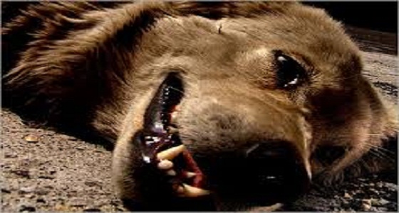 بالفيديو: الجنازة حارة والميت كلب.. غضب في الأردن بسبب فعلة هذا الرجل