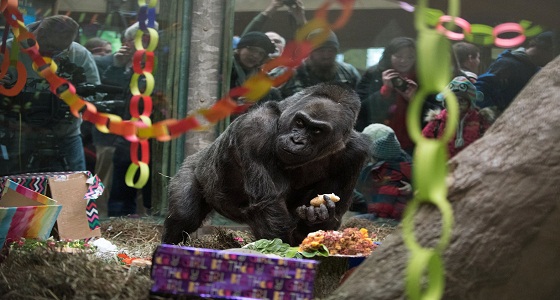 حديقة حيوان تعلن وفاة أقدم غوريلا في أوهايو عن عمر يناهز 60 عاما